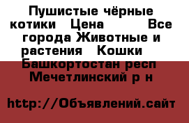 Пушистые чёрные котики › Цена ­ 100 - Все города Животные и растения » Кошки   . Башкортостан респ.,Мечетлинский р-н